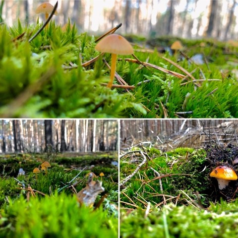 Natur pur