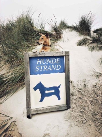 TIDE4 Amrum Hundestrand