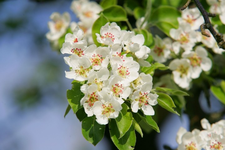Kirschblüten