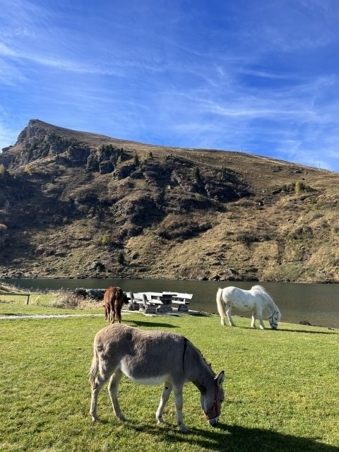 am Falkertsee