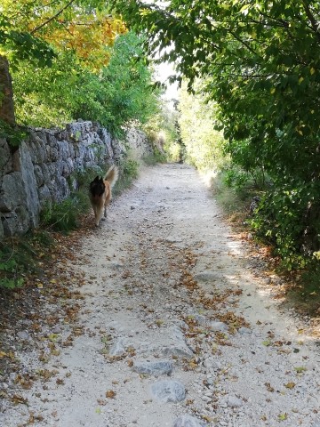 Links Rayah, Petra's Hund