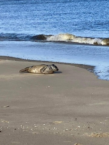 Strand mit Seehund