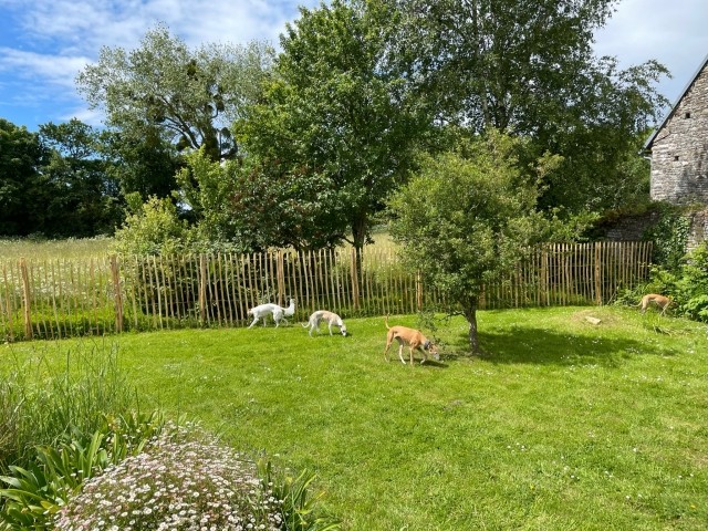 hinterer Garten