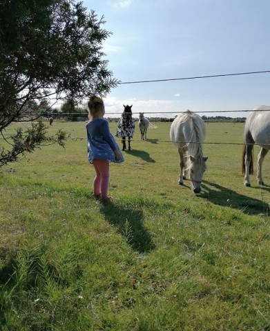 Pferde und Ponyreiten für die Kleinen