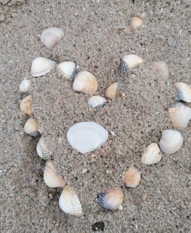 Muschel sammeln am Strand