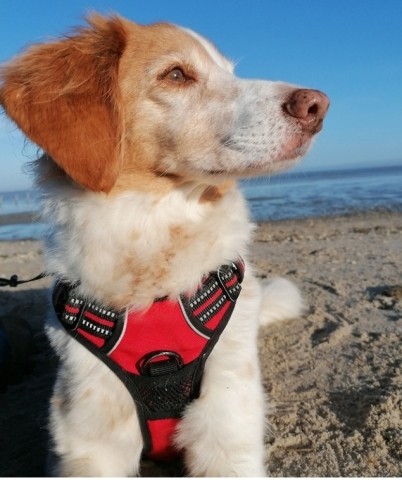 Hundestrand Schillig 