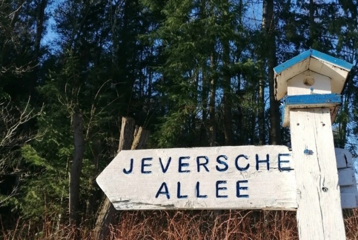 Spaziergang im Jever Forst