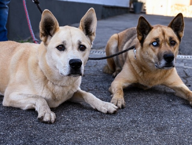 Gastgeberhunde
