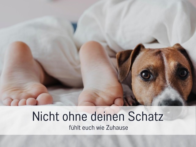 Hundedecke für das Sofa ist vorhanden.