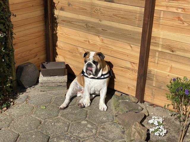Bruno der Wachhund 