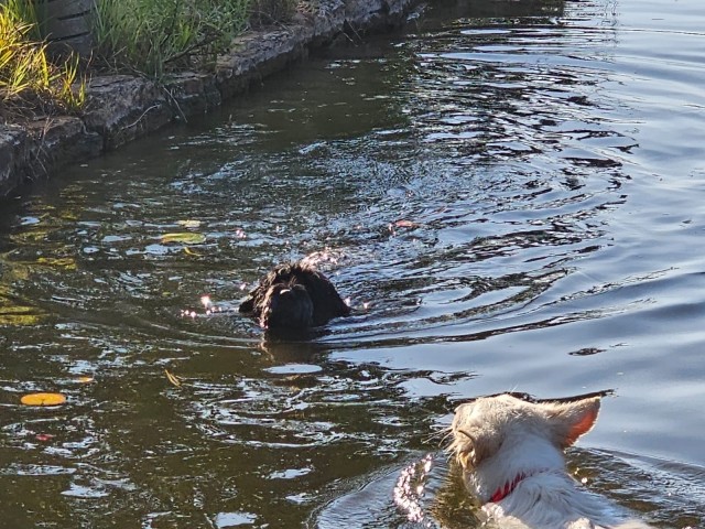 Badespass im Teich