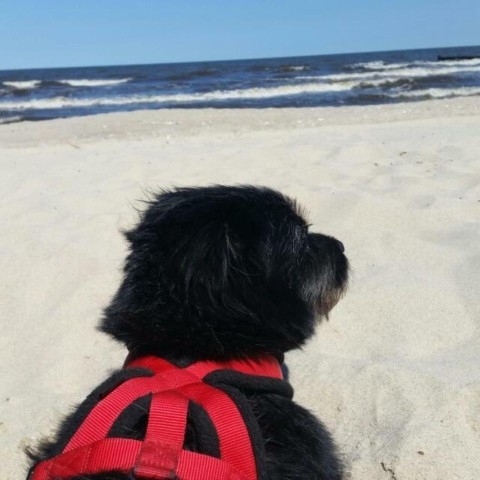 Hundestrand nur 300 m entfernt