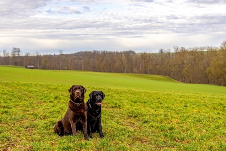 Entspannt Urlaub mit Hund auf einem Hof in Alleinlage