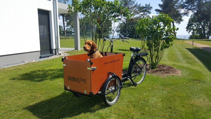 Nur bei uns - BABBOE DOG E-Bike zum Ausleihen
