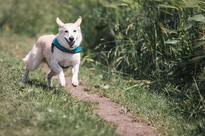 Ein Paradies für Hunde! 