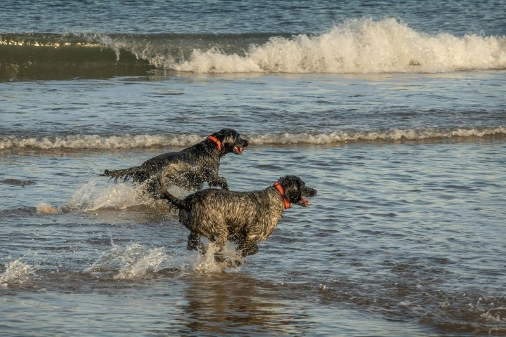 Ein Traumurlaub für Ihren Hund!