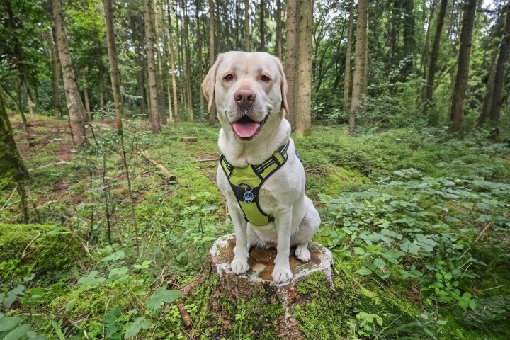 Der Schobüller Wald ist in direkter Umgebung und lädt zu ausgedehnten Spaziergängen ein