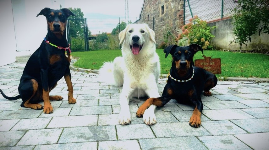 Stammgäste Giulietta, Sunny und Daisy