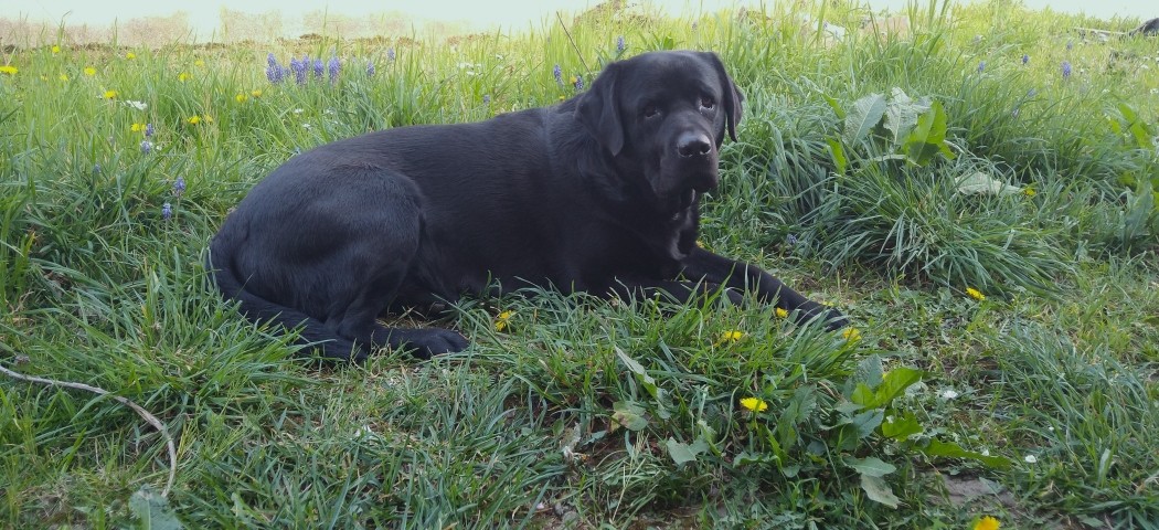 Labrador Freddy
