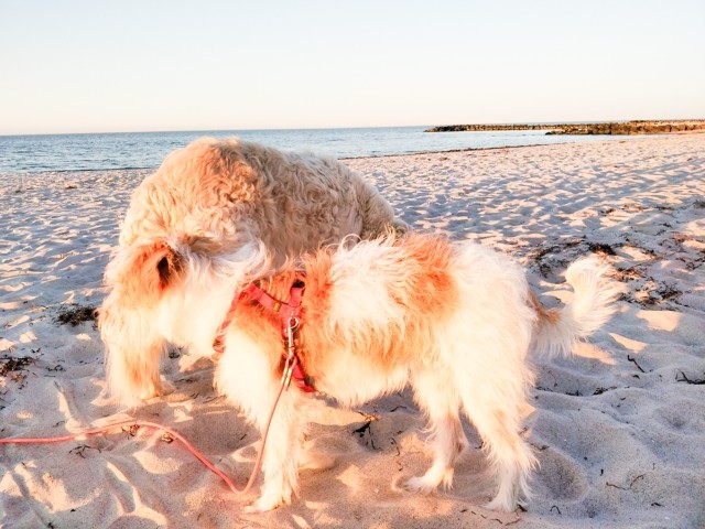 Ihre Vierpfoten genießen den Strand