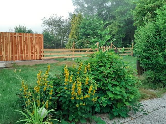 Blick in den Garten
