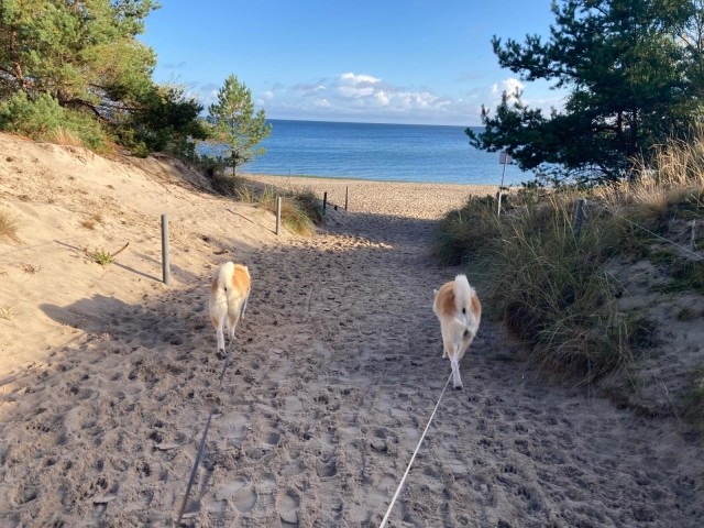 Dünenübergang vom Küstenwald zum Hundestrand