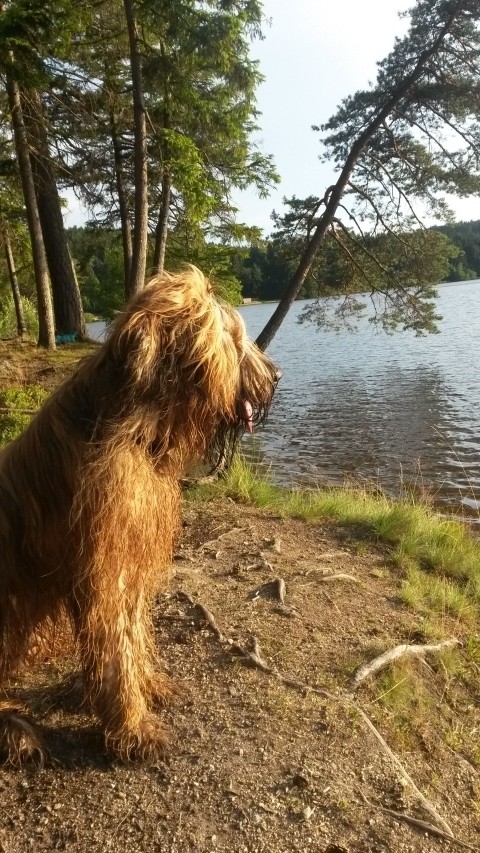 Schwimmen mit Hund - möglich im Edlesberger Teich