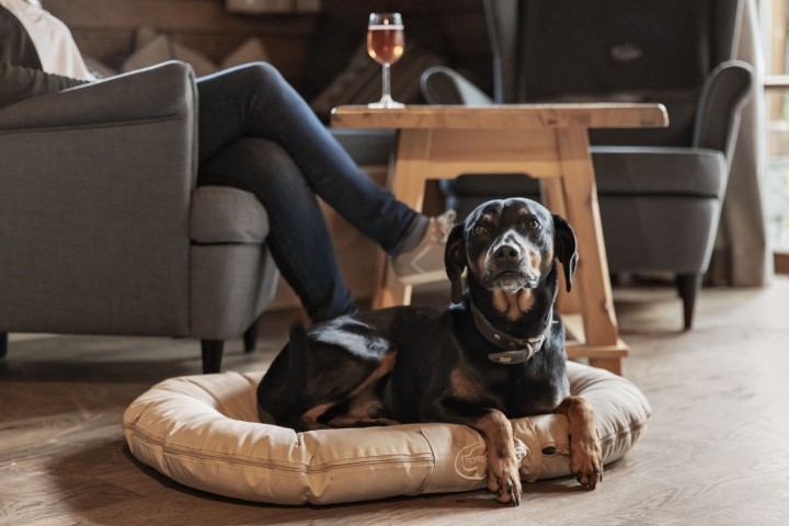 Hund Wohnbereich