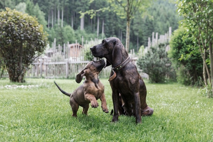 Hunde Sommer