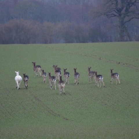 Damwildherde
