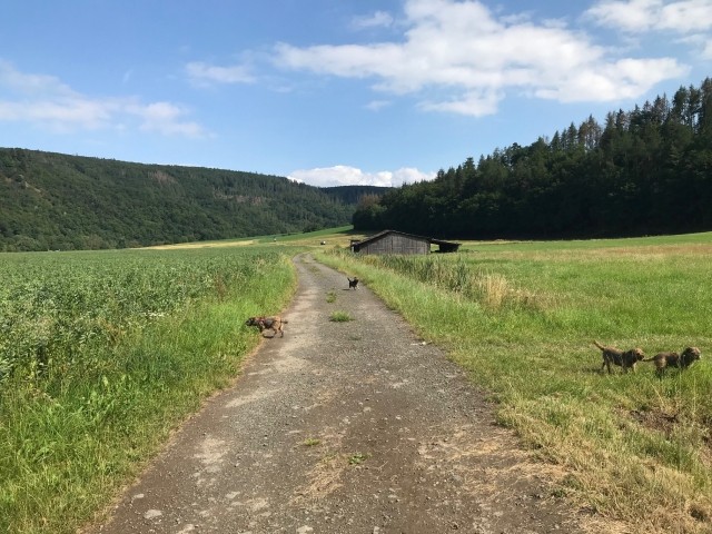 Hundeparadies