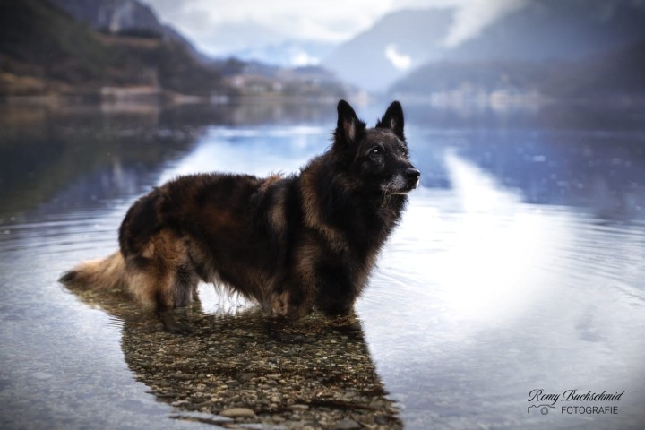 Hunde sind am Ledrosee herzlich willkommen