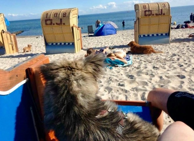 Hundestrand 