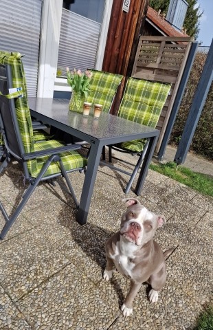 Terrasse mit Grill und Sonnenschirm