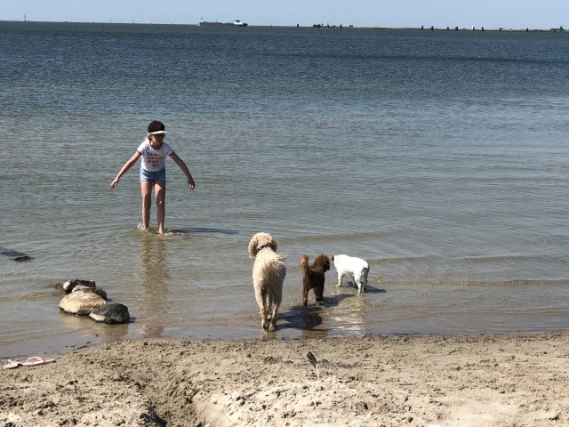 Hundestrand