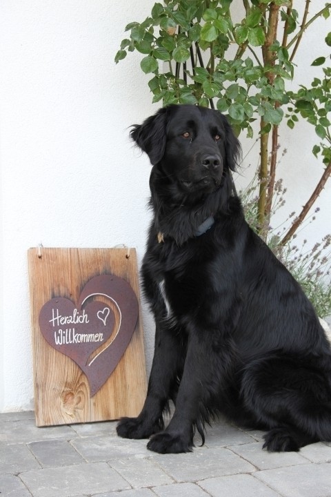 Balu