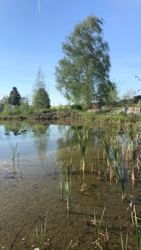 Teich