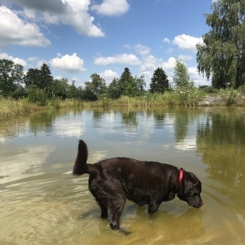 Schwimmteich :)