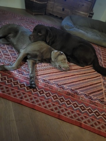 Kyro und Kayla nach Waldspaziergang