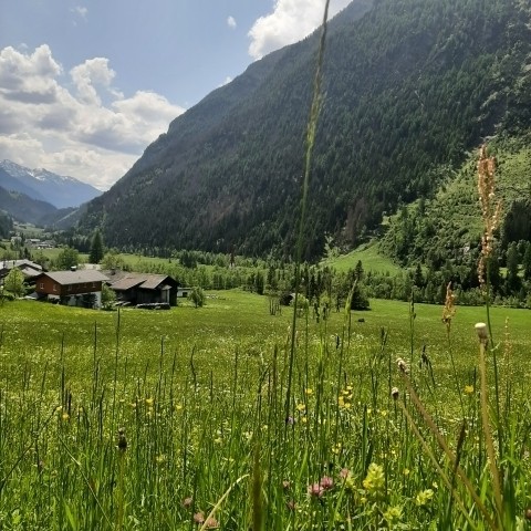 Wiese neben unserem Haus
