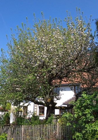 Obstbaumblüte vor dem Haus