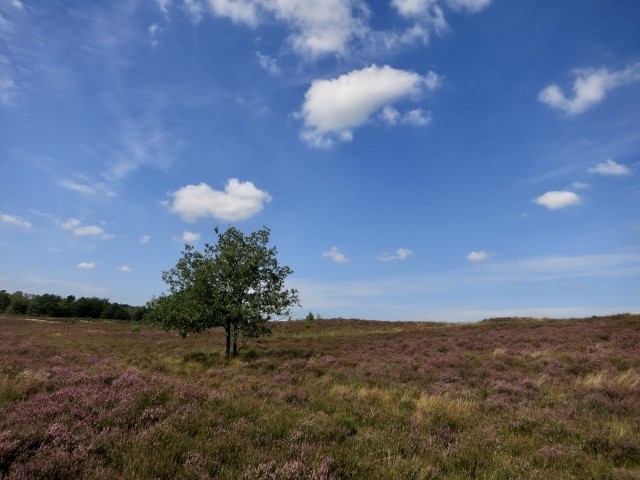 Nationalpark de Hoge Veluwe