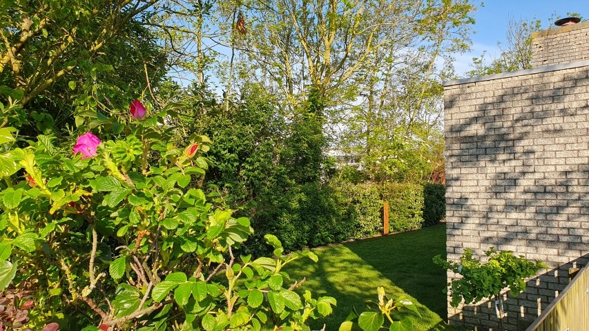 schöner, eingewachsener Garten