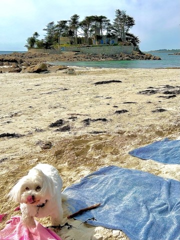 Mein Strand, 1km von das Haus neben "Inseln Alain Delon" im Perharidy (Roscoff)