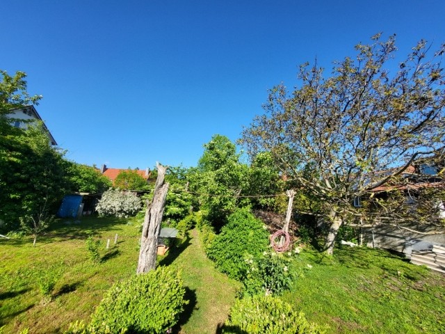 Unser Walnussbaum 