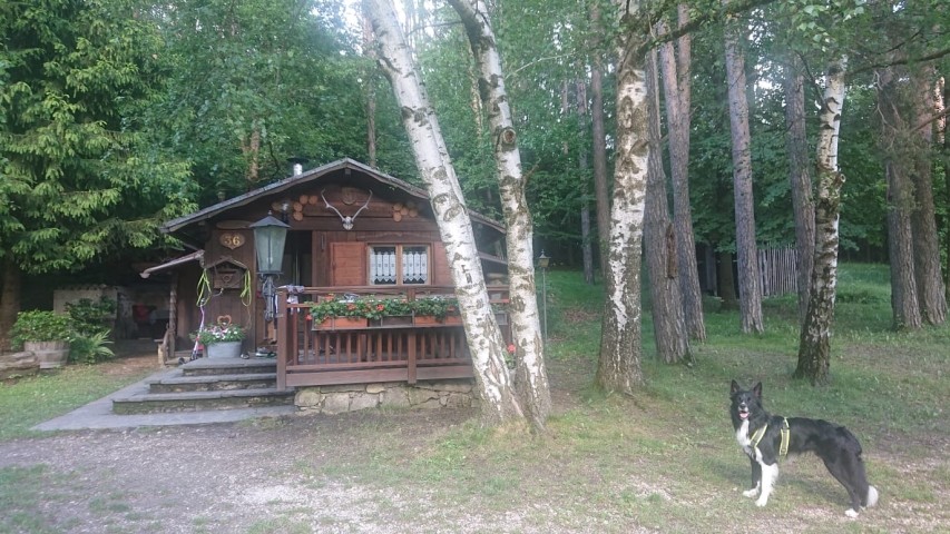 Benji, ein weiterer treuer Stammgast der Lärchenwiesen Hütte 