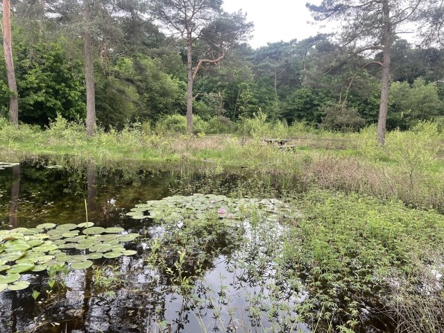 Teiche nahe dem Heidegebiet