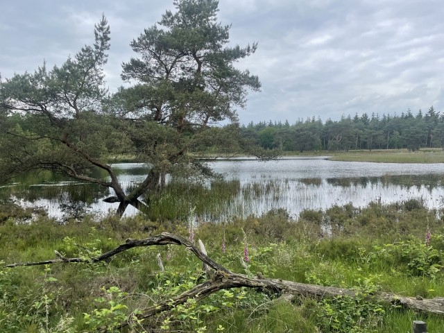 See im Heide-Gebiet