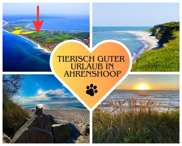 Urlaub mit Hund an der Ostsee