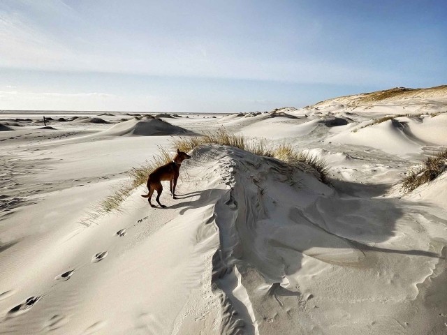 TIDE4 Amrum Dünenlandschaft